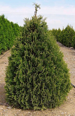 Thuja occ Douglasii Pyramidal 6'