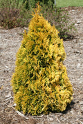 Thuja occ Filips Magic Moment #3