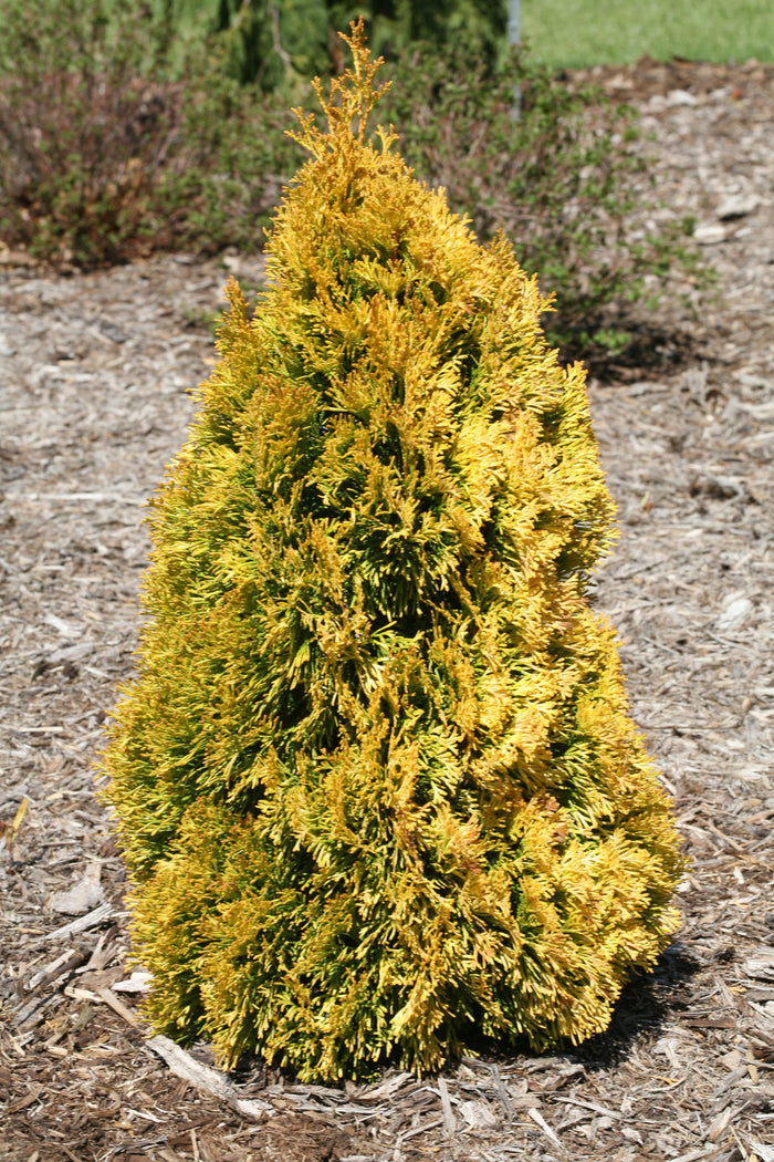 Thuja occ Filips Magic Moment #3