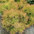 Thuja occ Fire Chief  #2