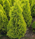 Thuja occ Golden Blush #6