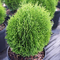 Thuja occ Hetz Mini #2