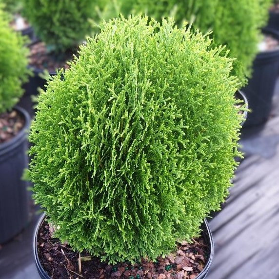 Thuja occ Hetz Mini #2