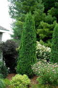 Thuja occ Hetz Wintergreen #6