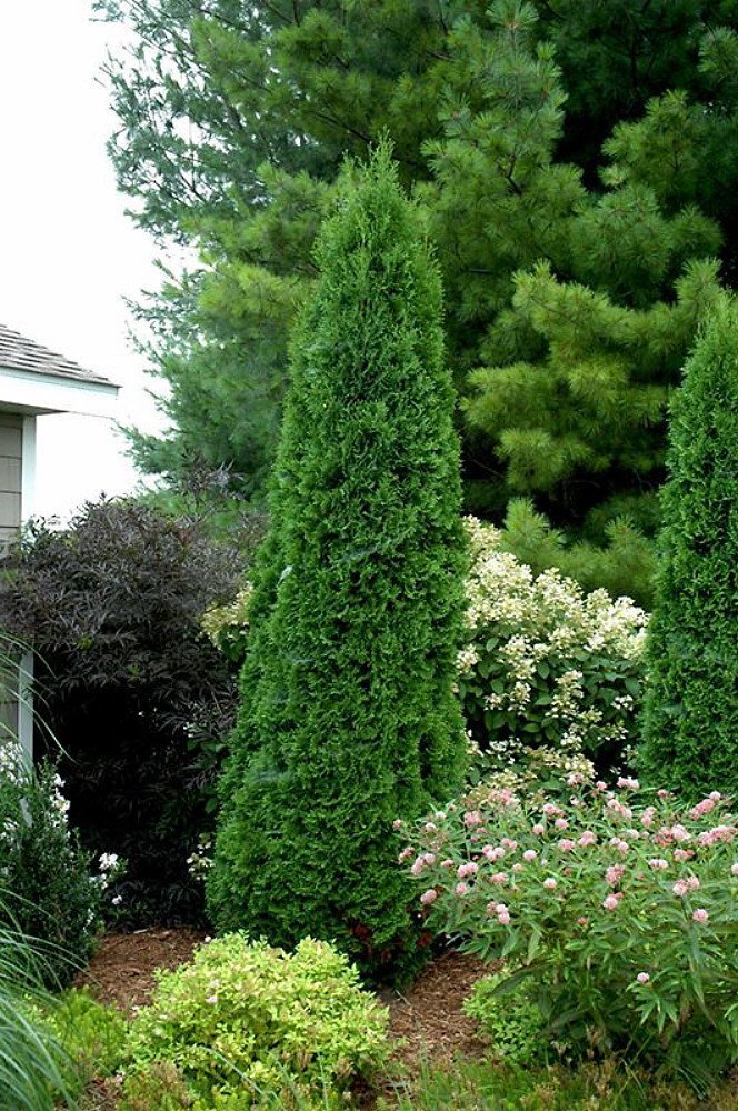 Thuja occ Hetz Wintergreen #6