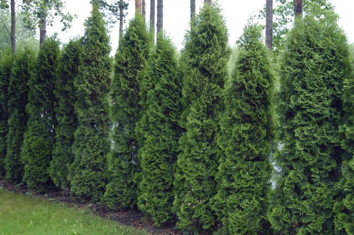 Thuja occ Holmstrup #6