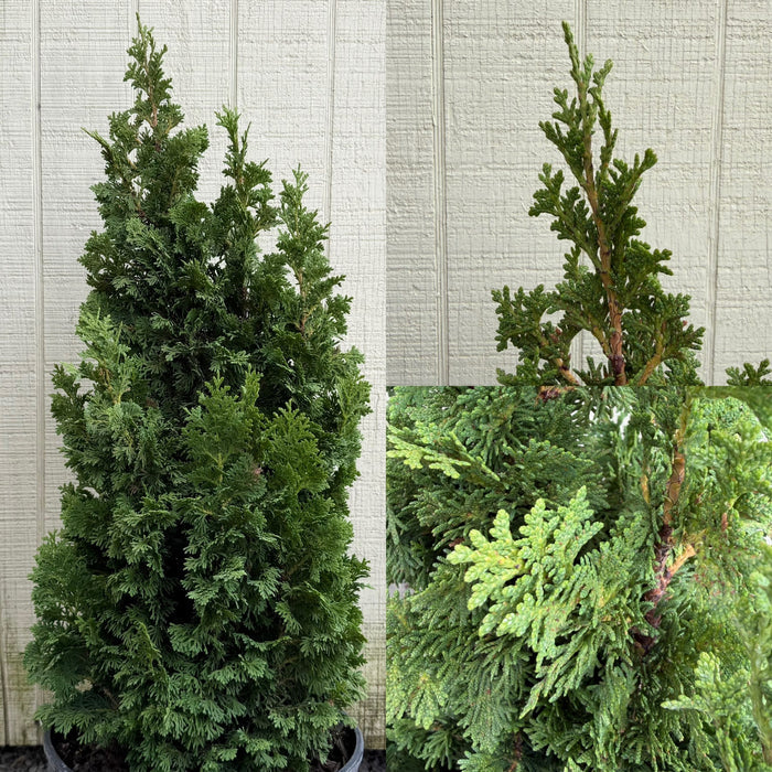 Thuja occ Kelsoki Spire #3