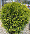 Thuja occ Little Giant #2