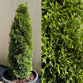 Thuja occ Maks #3