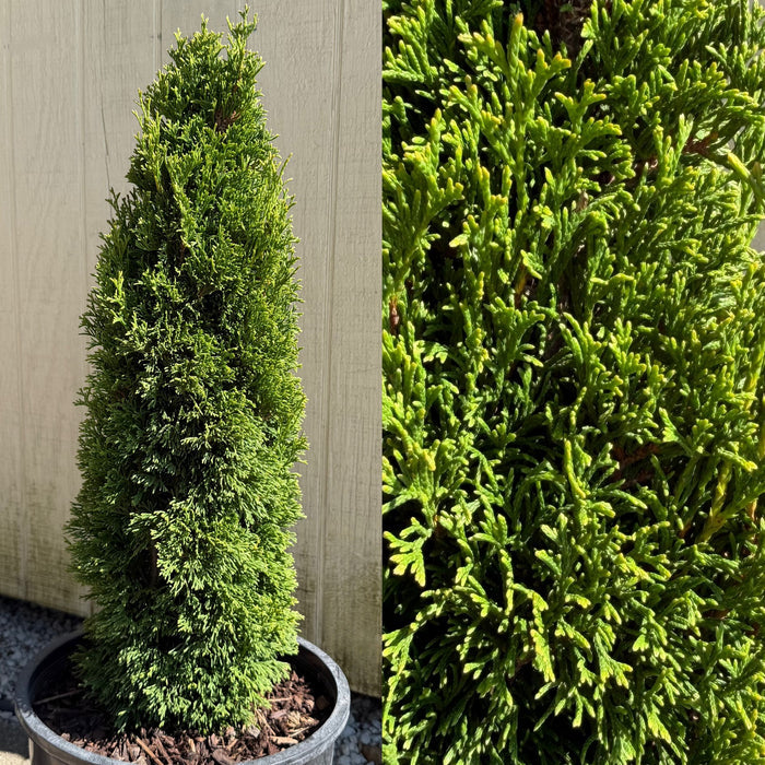 Thuja occ Maks #3