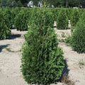Thuja occ Nigra 6'