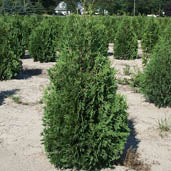 Thuja occ Nigra 6'
