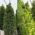 Thuja occ North Pole #3