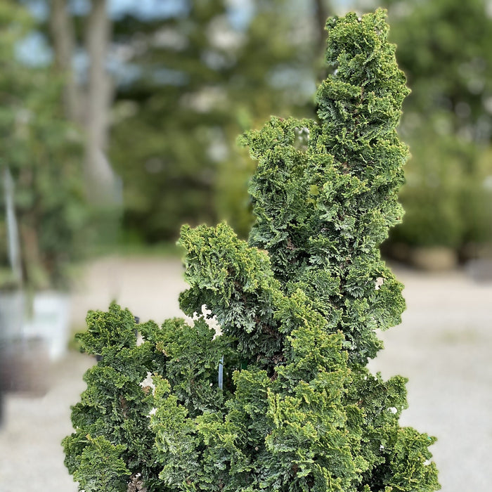 Thuja occ Primo #3