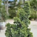 Thuja occ Primo #6