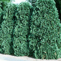 Thuja occ Pyramidalis 3'