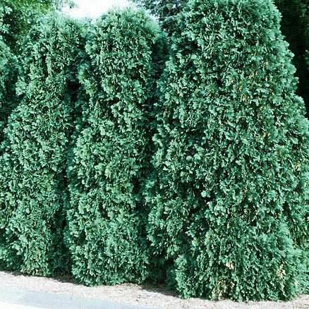 Thuja occ Pyramidalis 8'