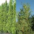Thuja occ Rushmore #6