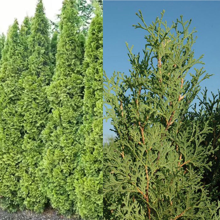 Thuja occ Rushmore #6