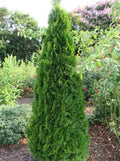 Thuja occ Smaragd 4'
