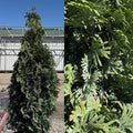 Thuja occ Sting #3