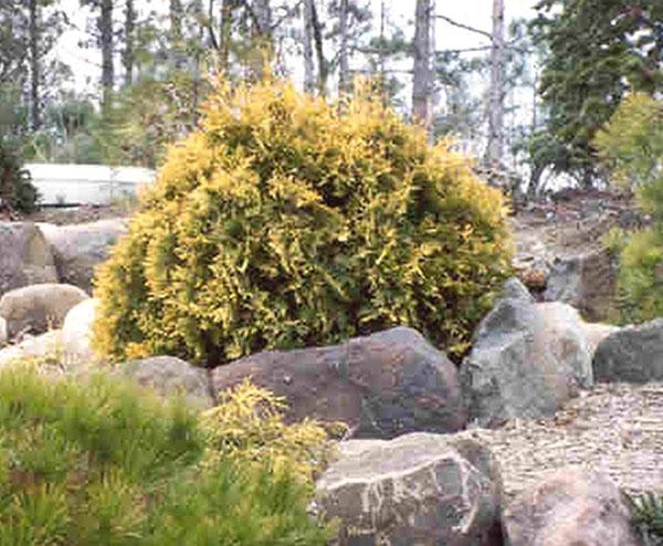 Thuja occ Sunkist #3