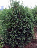 Thuja occ Techny 7'