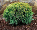 Thuja occ Tom Thumb #3