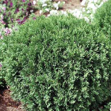 Thuja occ Woodwardii #5