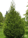 Thuja pli atro(tight) 4'