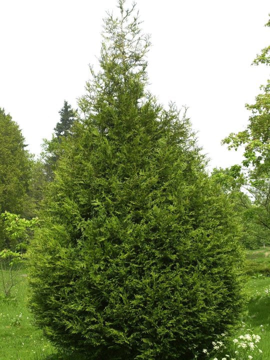 Thuja pli atro(tight) 5'