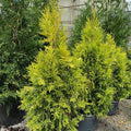 Thuja pli Fluffy #5