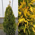 Thuja pli Forever Goldy #3