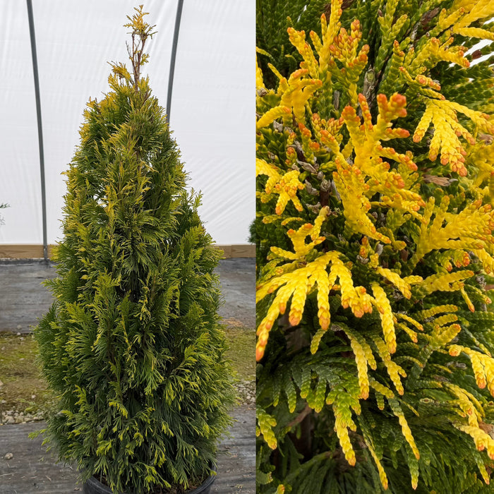 Thuja pli Forever Goldy #3