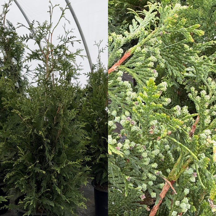 Thuja pli Green Giant 6'