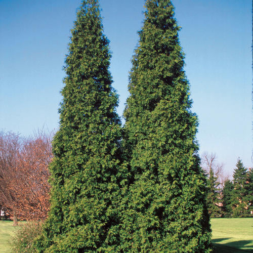 Thuja pli Spring Grove 3'