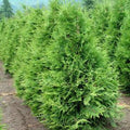 Thuja pli Sugar and Spice 4'