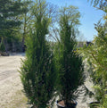 Thuja pli Virescens #6