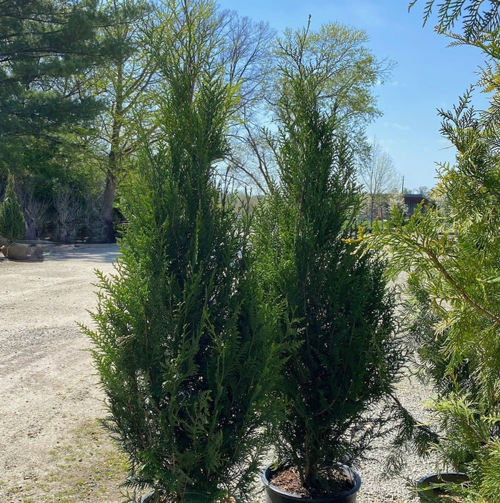 Thuja pli Virescens #6