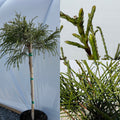 Thuja pli Whipcord #3 std