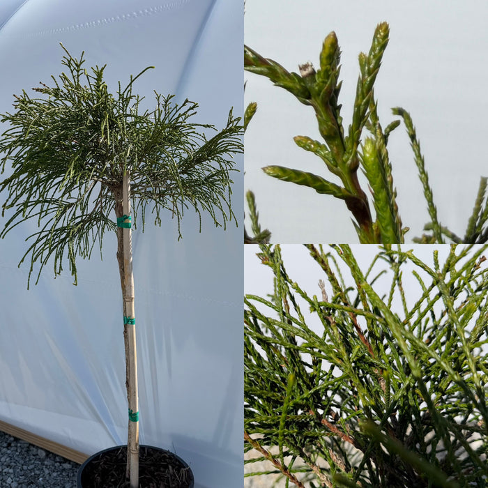 Thuja pli Whipcord #3 std