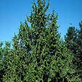 Thuja plicata (loose) 6'