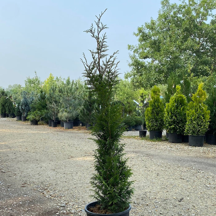 Thuja x Junior Giant #7