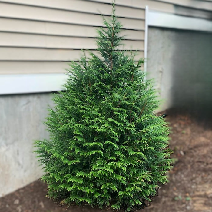 Thuja x Leprechaun #3