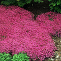 Thymus coccineus flat/18