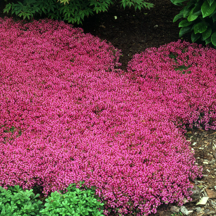 Thymus coccineus flat/18