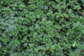 Thymus pseud. Woolly 1 qt