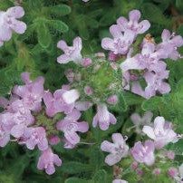 Thymus s Pink Chintz #1