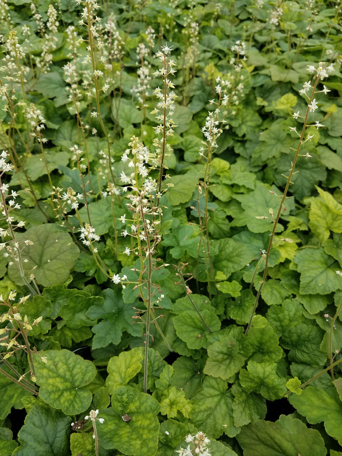 Tiarella cordifolia #1