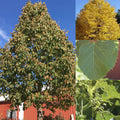 Tilia a Sweet Street #15